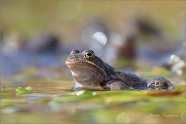 <p>SKOKAN HNĚDÝ ( (Rana temporaria) ---- /Common frofg - Grasfrosch/</p>